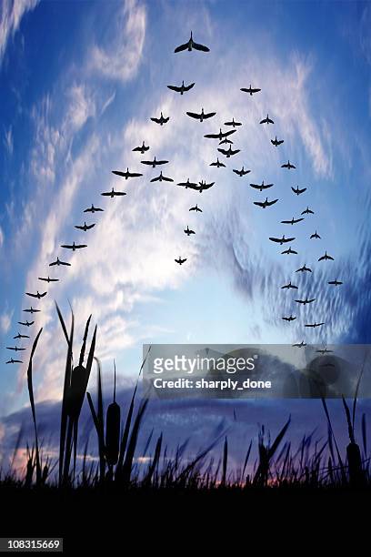 xxxl migração gansos do canadá - birds flying - fotografias e filmes do acervo