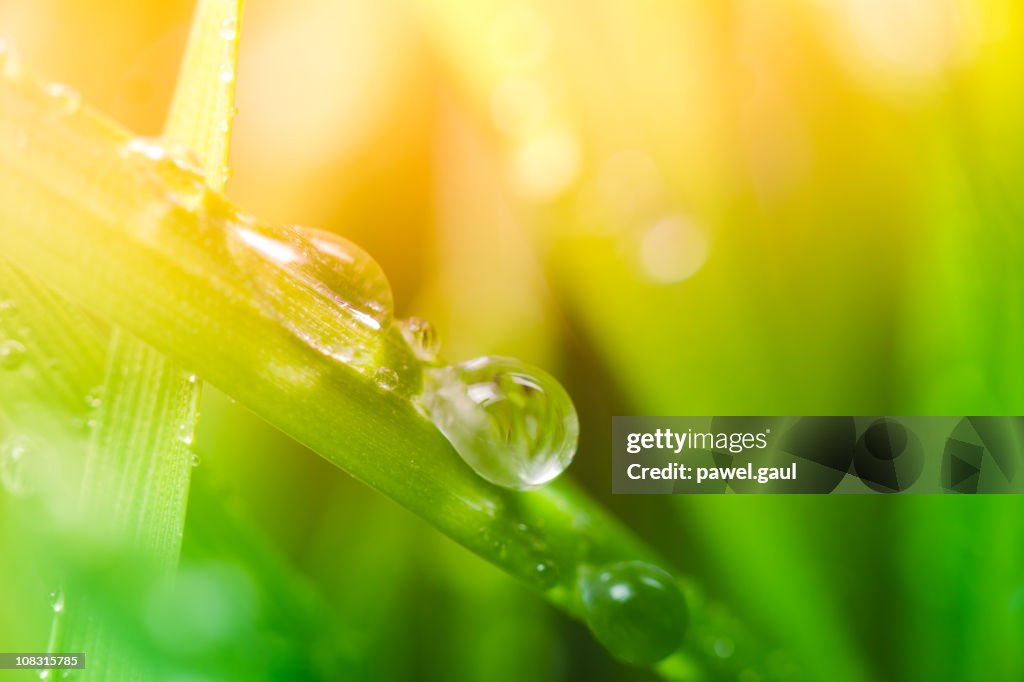 Morning dew on blades of grass during sunrise or sunset