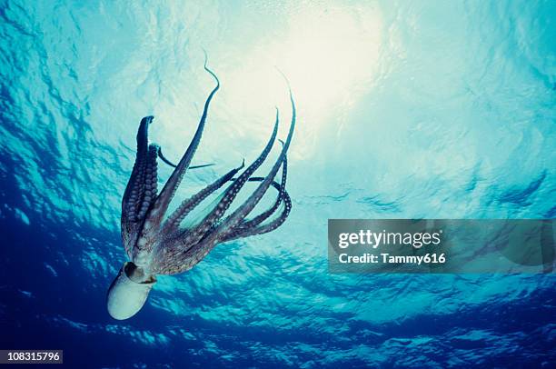 octopus dive - octpus stock pictures, royalty-free photos & images