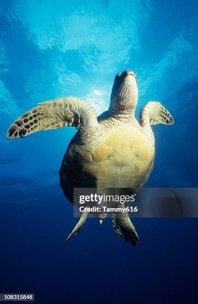 turtle in sun - south pacific ocean stock pictures, royalty-free photos & images