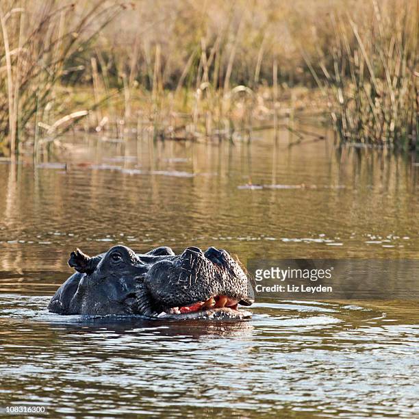 hipopótamo cabeça, moremi gr, no delta do okavango, em botsuana - moremi wildlife reserve - fotografias e filmes do acervo