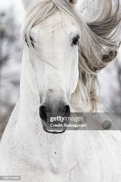 children of the wind - stallions stock pictures, royalty-free photos & images