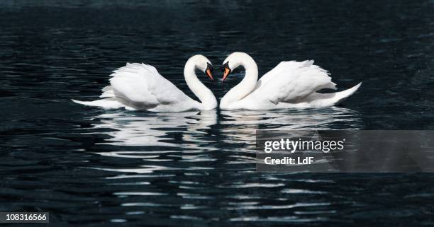 swan tanzen in einem see - schwan stock-fotos und bilder