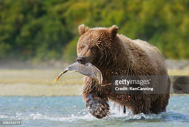 brown bear with pink salmon - men beer stockfoto's en -beelden