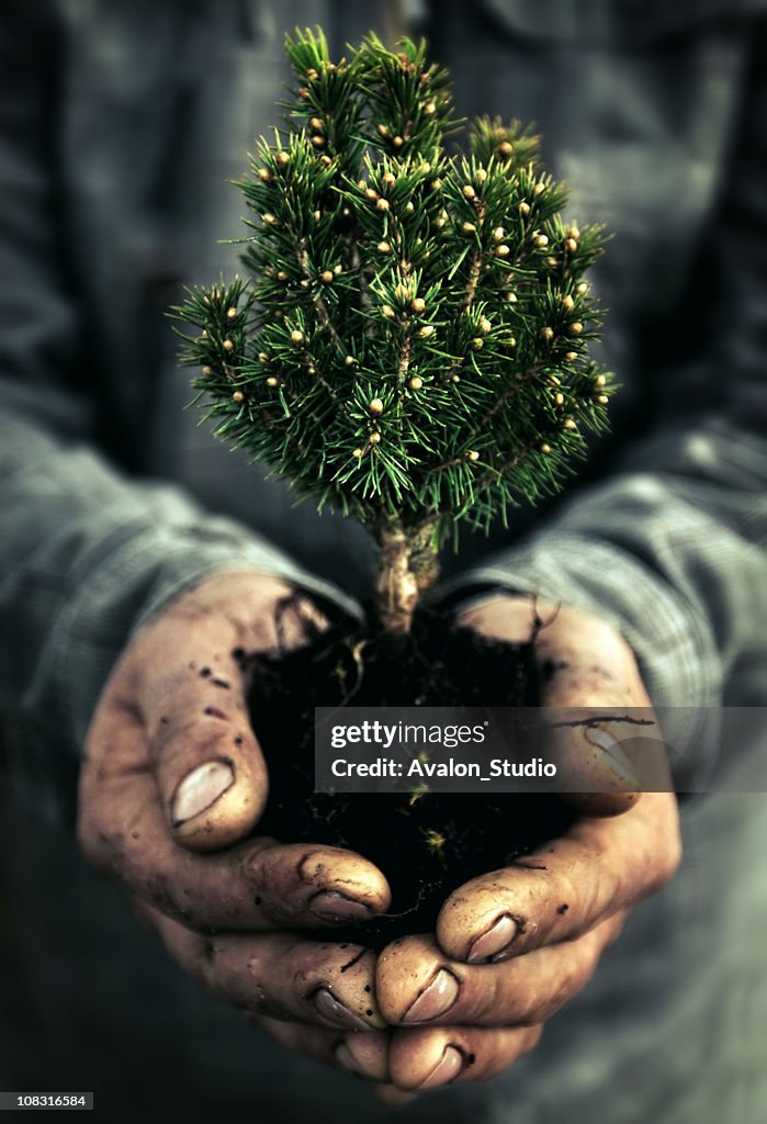 Human Hand and tree