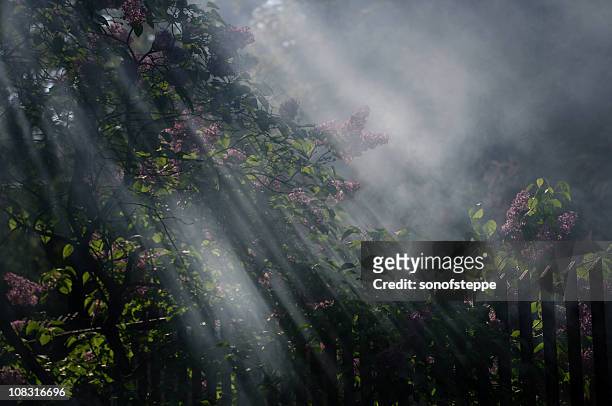 lilac incense - palissades stockfoto's en -beelden