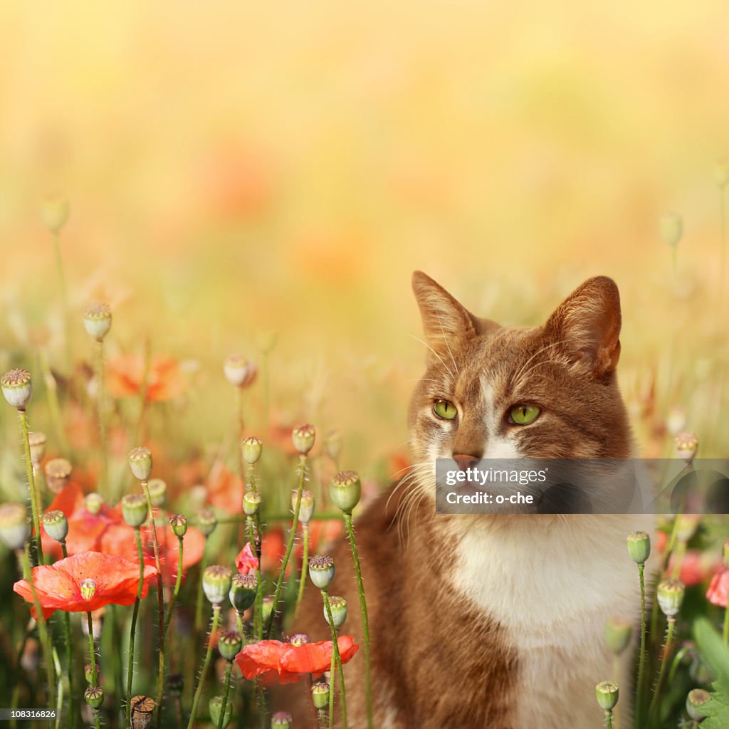 Cat on poppy field