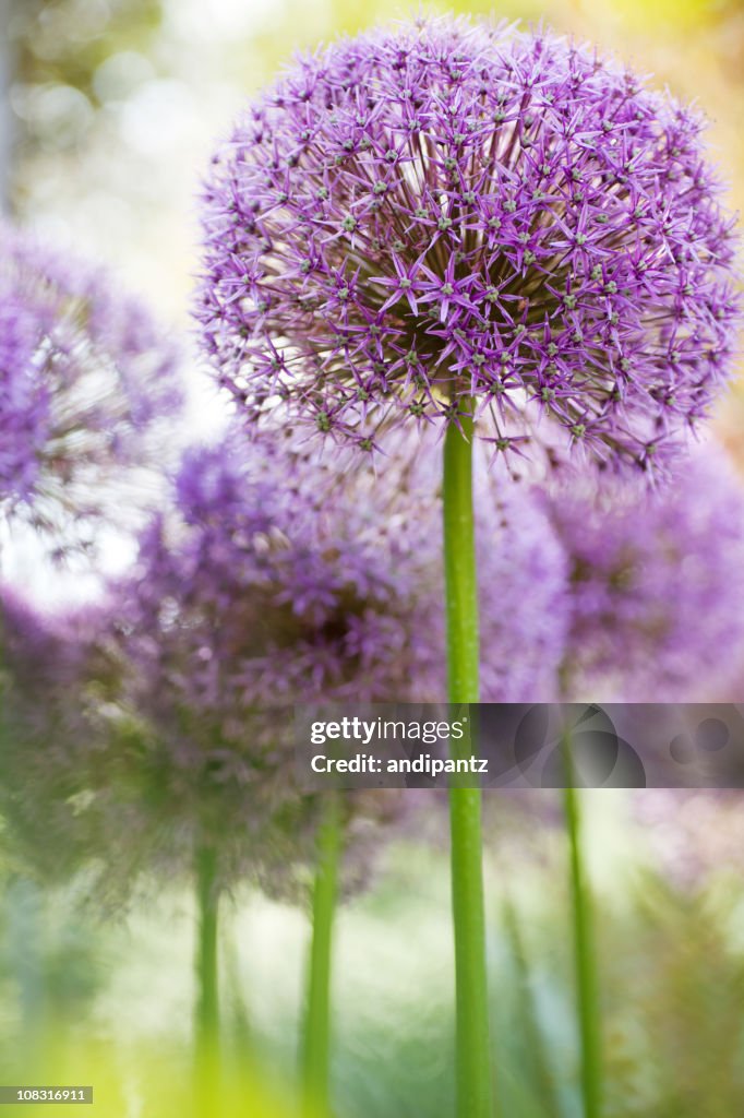 Alium