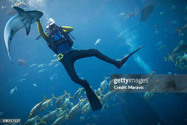 scubadiving - diving sharks stock pictures, royalty-free photos & images