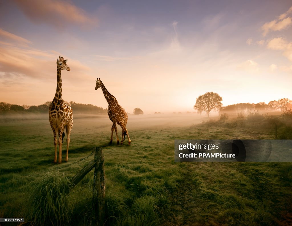 Zwei Giraffen