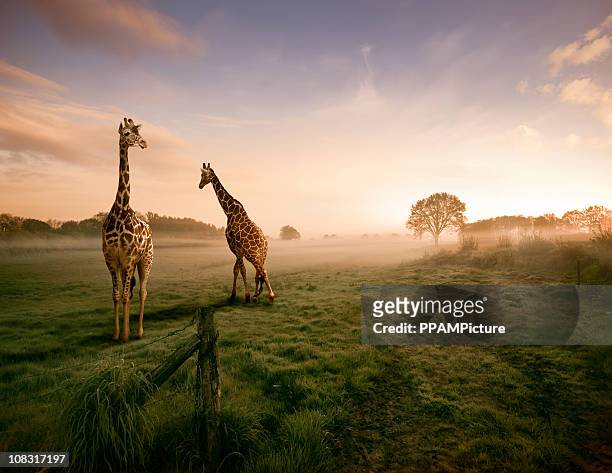 two giraffes - kenya stock pictures, royalty-free photos & images
