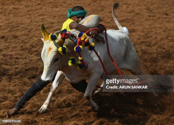 An Indian participant tries to control a bull at the annual bull taming event 'Jallikattu' in Palamedu village on the outskirts of Madurai in the...
