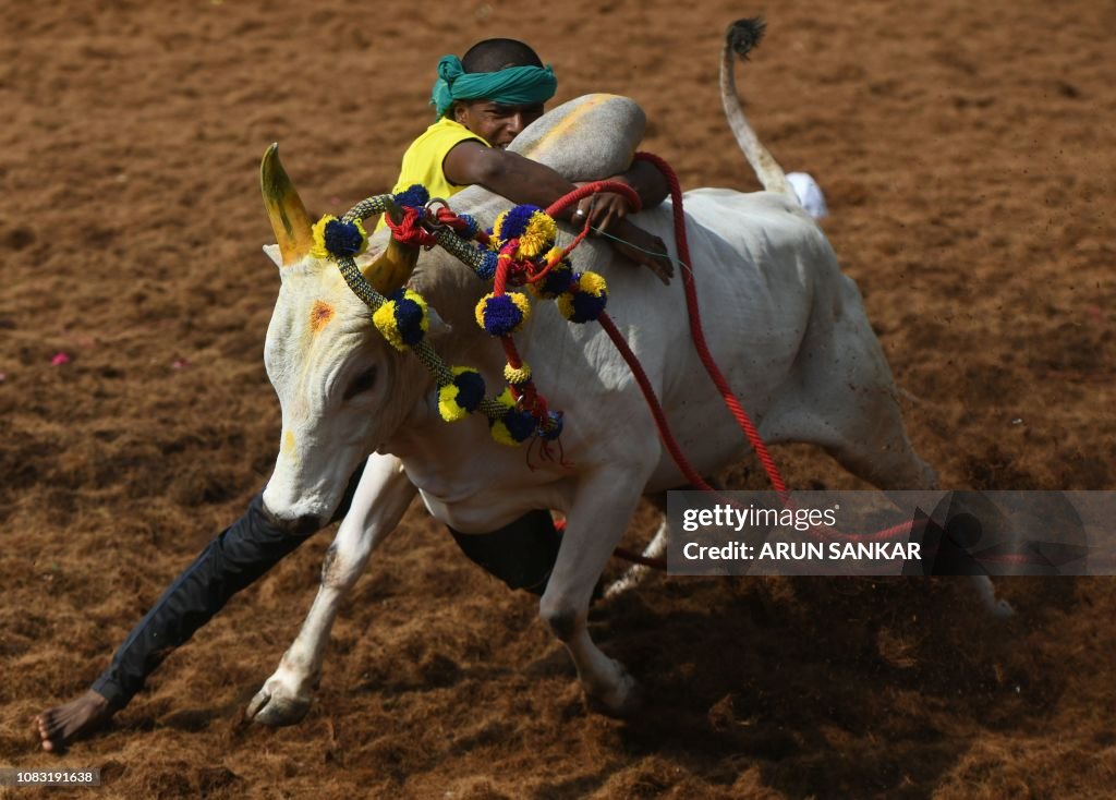 TOPSHOT-INDIA-ANIMAL-JALLIKATTU-TRADITION