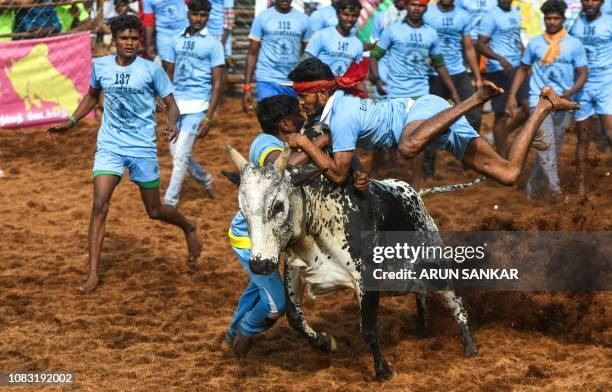 An Indian participant jumps over while trying to control a bull at the annual bull taming event 'Jallikattu' in Palamedu village on the outskirts of...