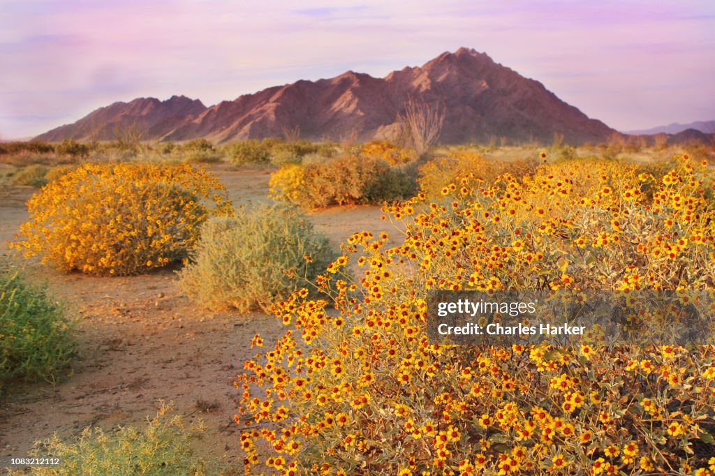 Sonora Desert in Bloom