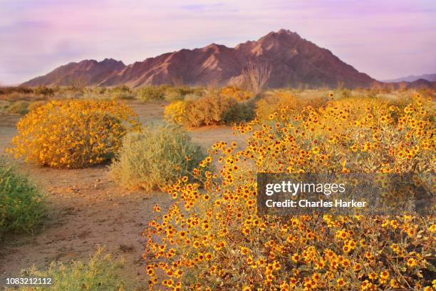 sonora desert in bloom - sonora mexico foto e immagini stock