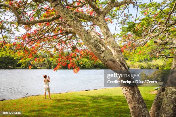 young woman taking photos under a flame tree - delonix regia stock pictures, royalty-free photos & images
