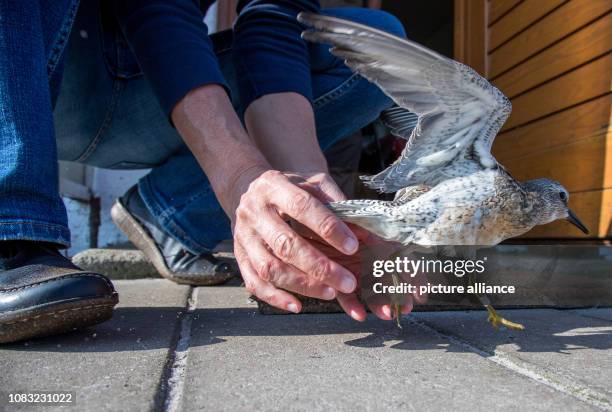 September 2018, Mecklenburg-Western Pomerania, Malchow : A Knuttstrand runner is released on the bird sanctuary island Langenwerder after surveying...