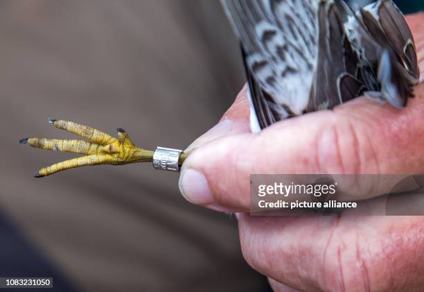 September 2018, Mecklenburg-Western Pomerania, Malchow : A Knuttstrandläufer is measured and ringed by Horst Zimmermann on the bird protection island...