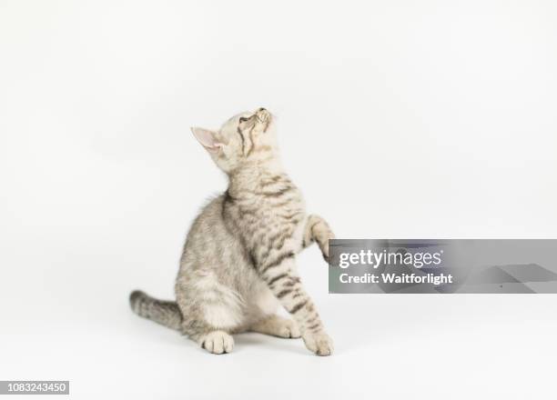tabby kitten with white background - cat hanging stock pictures, royalty-free photos & images