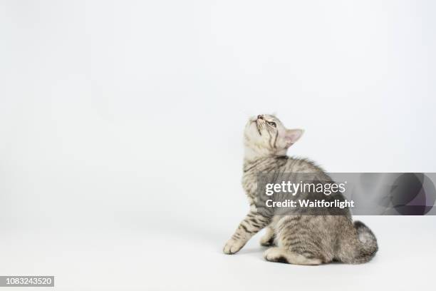 tabby kitten with white background - cat pawing stock pictures, royalty-free photos & images