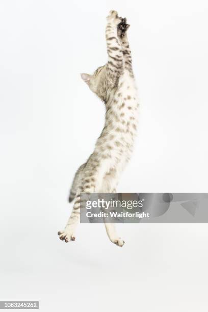tabby kitten with white background - shorthair cat foto e immagini stock
