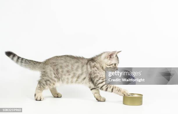 tabby kitten with white background - cats play fighting stock pictures, royalty-free photos & images