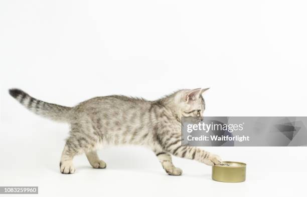 tabby kitten with white background - cat eating stock pictures, royalty-free photos & images