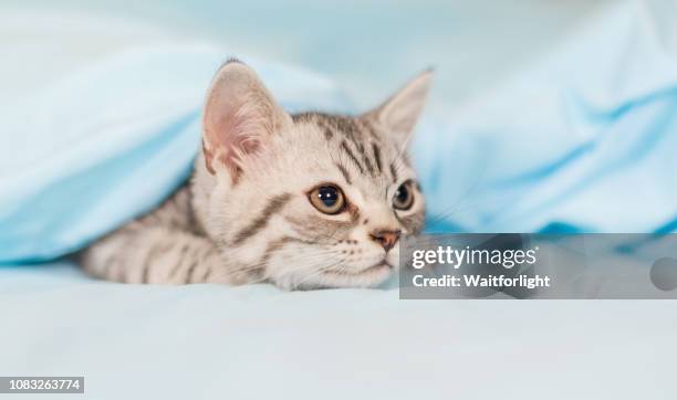 tebby kitten hiding under quilt cover - cat hiding under bed stock pictures, royalty-free photos & images