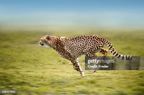 running cheetah - afrikaans jachtluipaard stockfoto's en -beelden