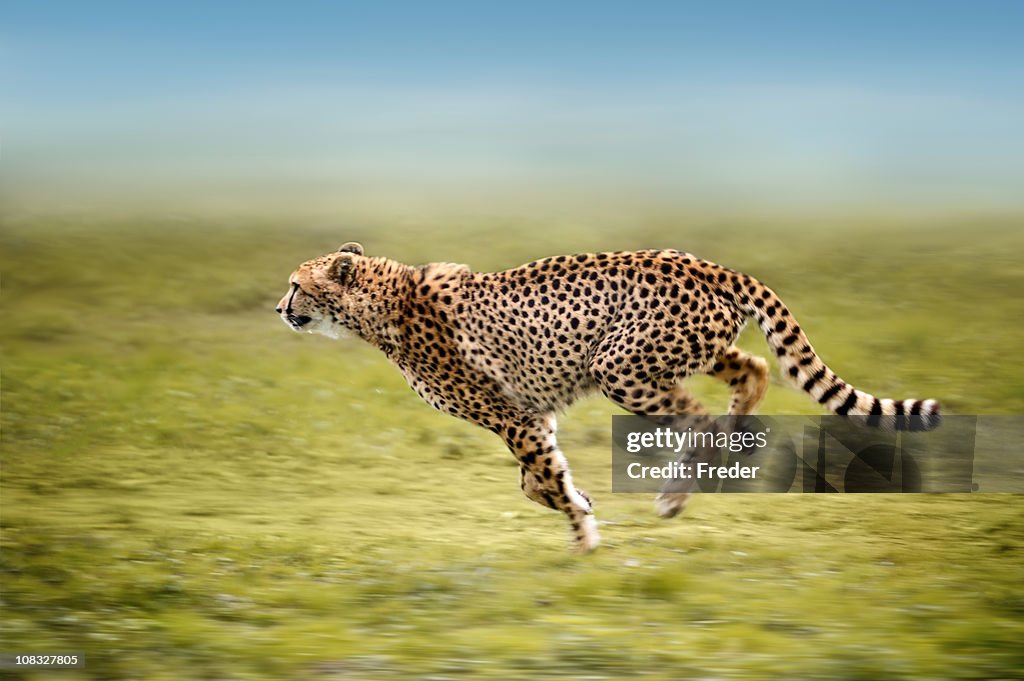 Running cheetah