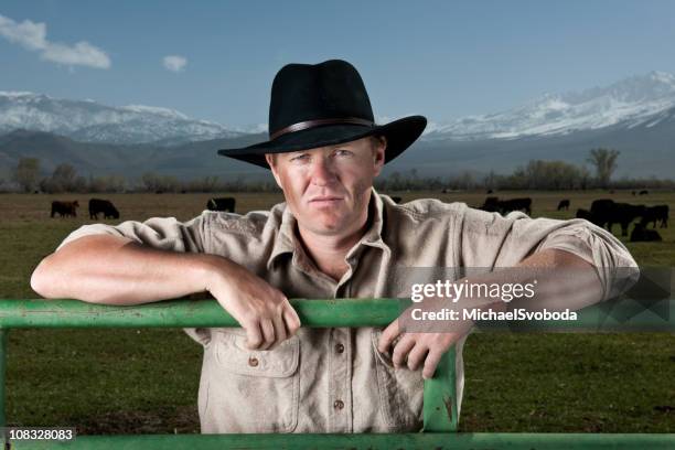 738 Stud Cattle Stock Photos, High-Res Pictures, and Images - Getty Images