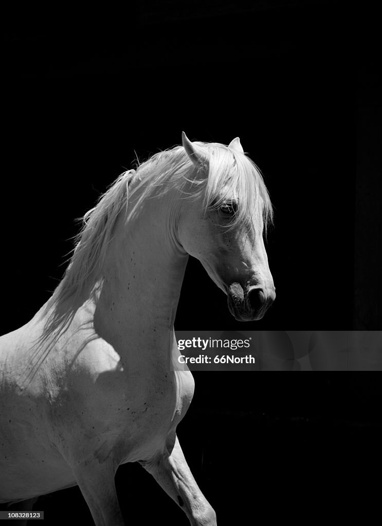 White Stallion Horse Andalusian BW