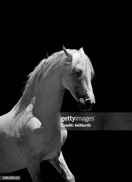 white stallion horse andalusian bw - white horse stock pictures, royalty-free photos & images