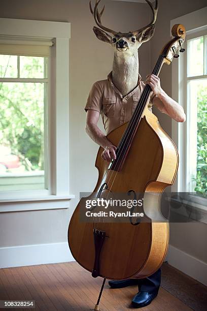 stag man music practice - bass stock pictures, royalty-free photos & images