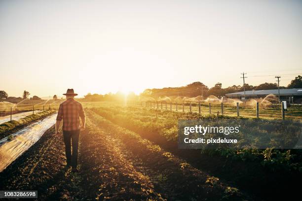keeping a close watch on his crops - agriculture stock pictures, royalty-free photos & images