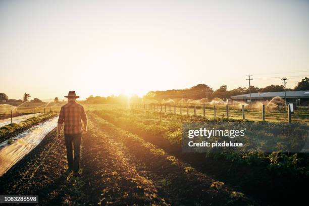 keeping a close watch on his crops - country imagens e fotografias de stock