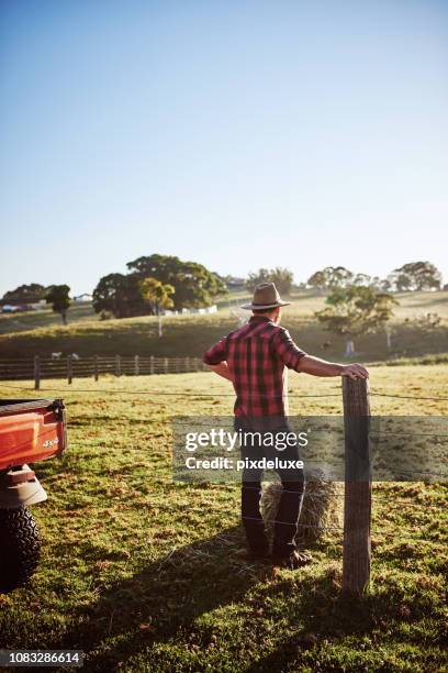 halten ein wachsames auge auf die herde - australian farmers stock-fotos und bilder