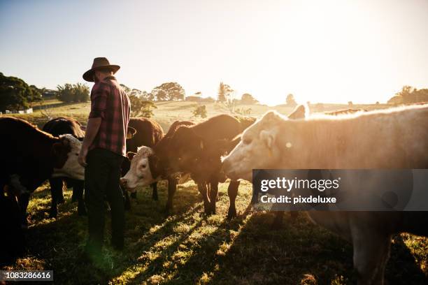 bétail sain équivaut à une ferme saine - bovin domestique photos et images de collection