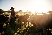 Healthy cattle equals a healthy farm