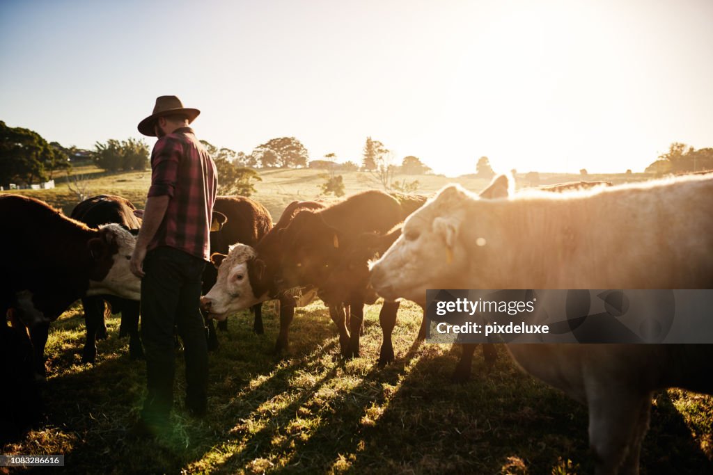 Healthy cattle equals a healthy farm