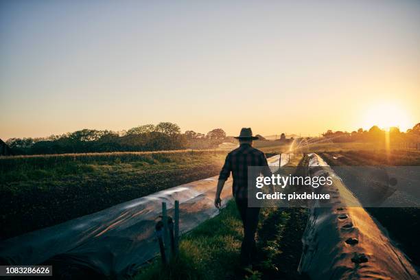 gå genom hans fält - farmers australia bildbanksfoton och bilder
