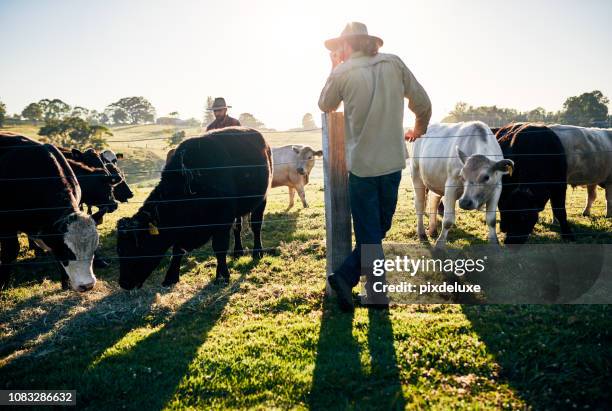 keeping a watchful eye over the herd - cow looking back stock pictures, royalty-free photos & images