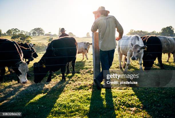 keeping a watchful eye over the herd - cow eye stock pictures, royalty-free photos & images