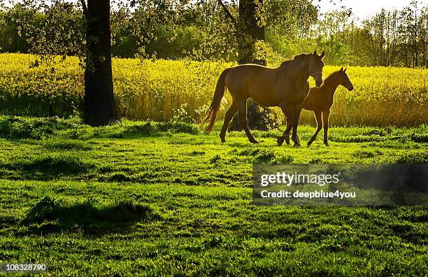 grazing mare and his foal in the evening time - mare stock pictures, royalty-free photos & images