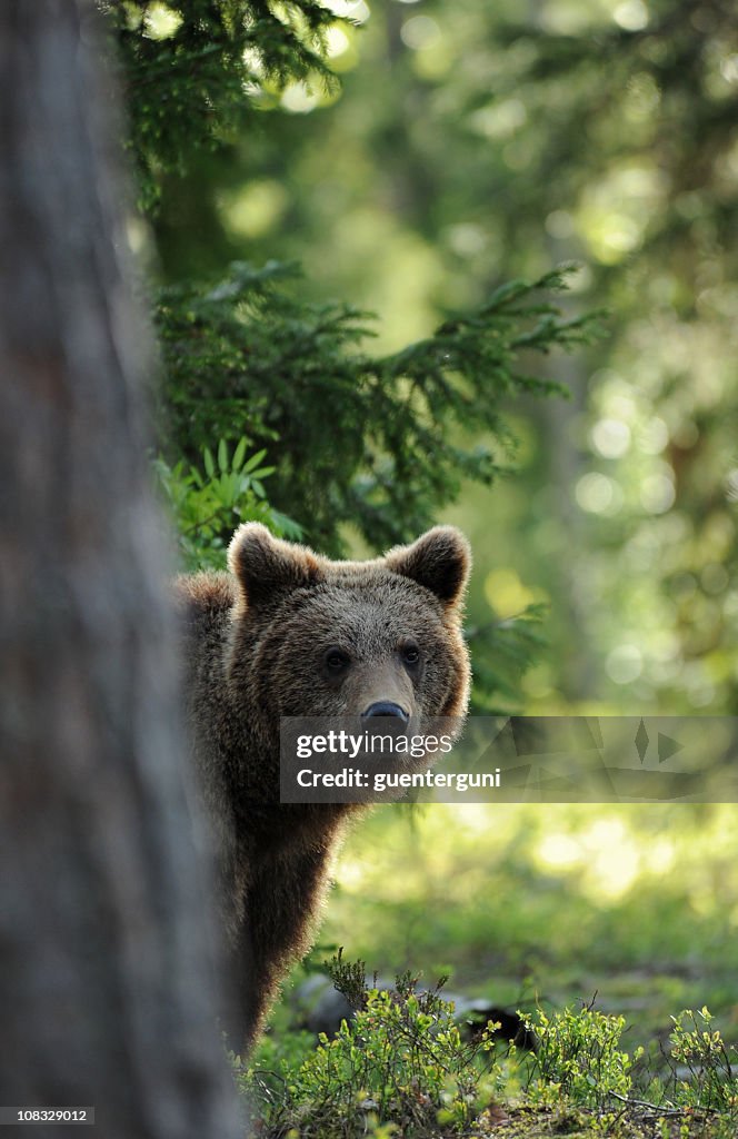 Brown bear peeking from behind a tree in a sunlit wild area