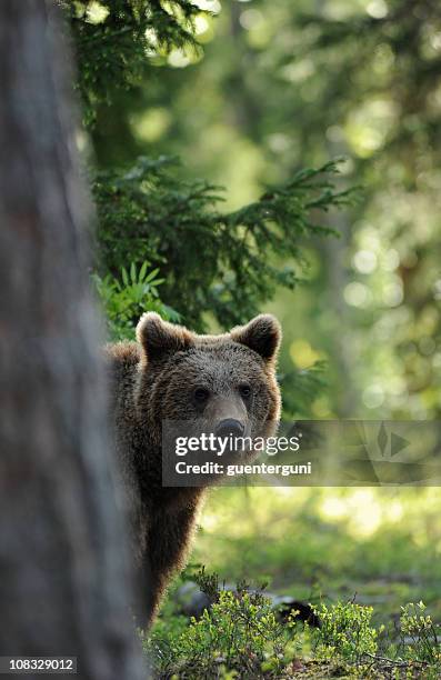 brown bear peeking from behind a tree in a sunlit wild area - beer stockfoto's en -beelden