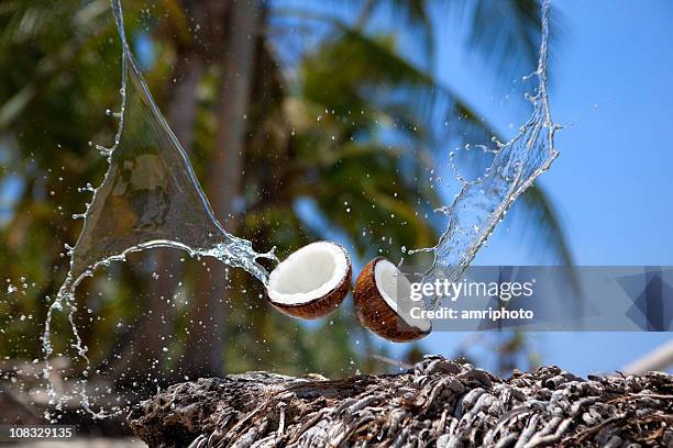 acqua di cocco si increspa - palma da cocco foto e immagini stock