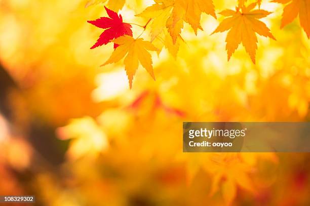 輝く秋の葉 - 紅葉 ストックフォトと画像