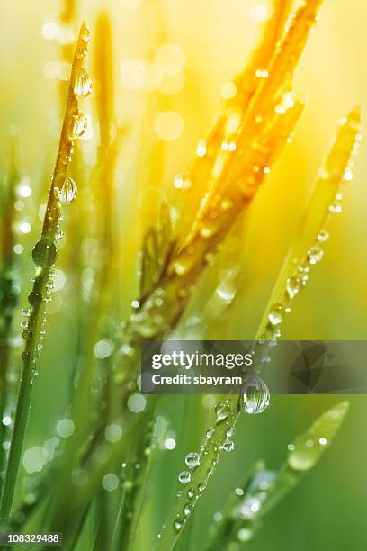 morning dew on blades of grass during sunset - grass dew stock pictures, royalty-free photos & images